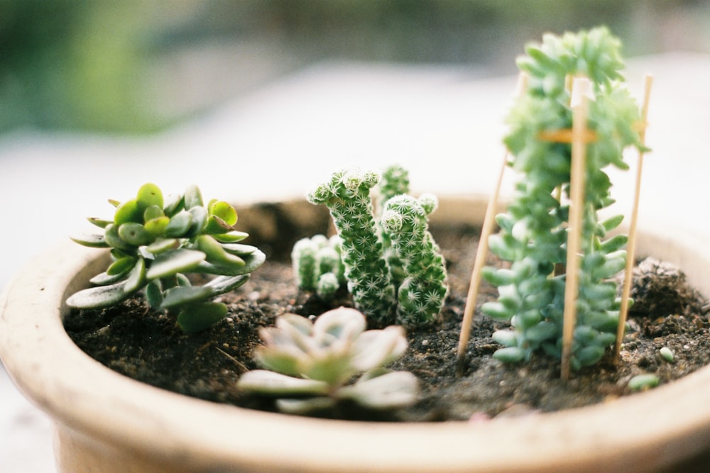 close up photo of green succulent plant