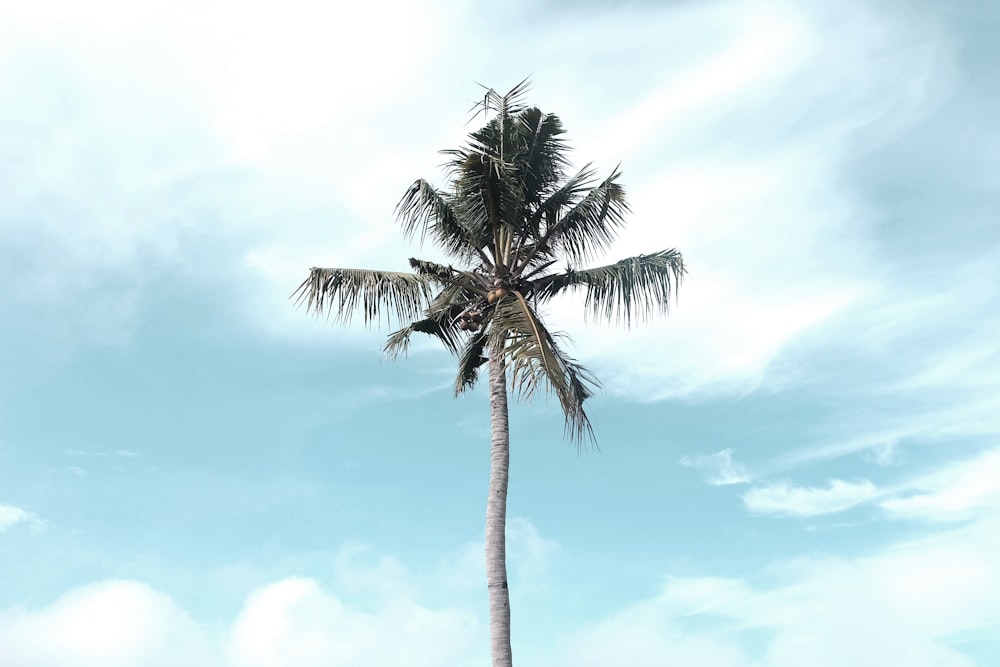 palm tree