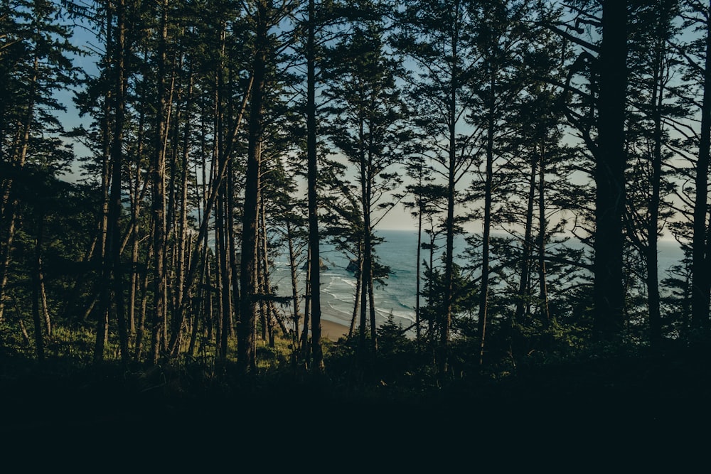 Foto des Waldes in der Morgendämmerung