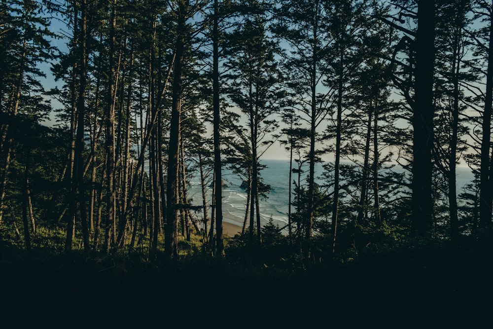 photo of forest during dawn