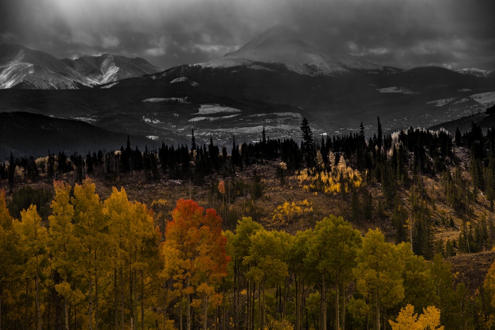 aerial view of forest