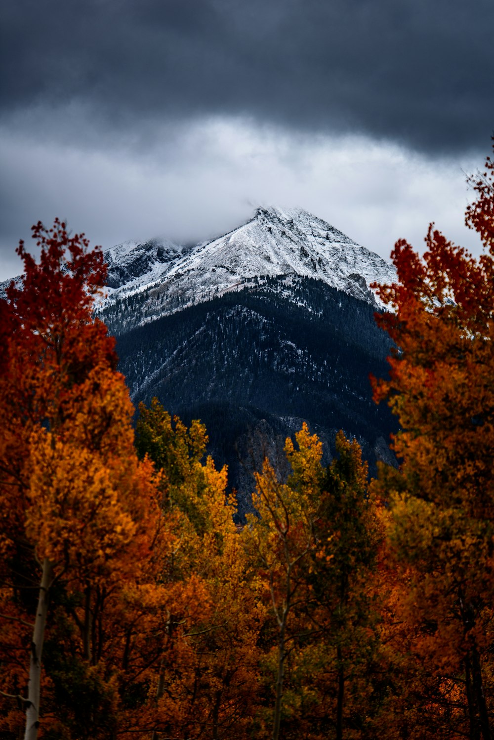 arbres à feuilles brunes devant une montagne enneigée sous un ciel nuageux