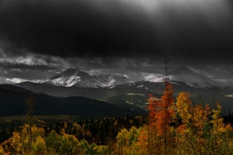 orange leaf trees under dark sky