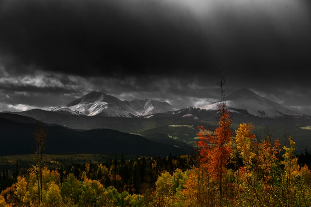 Arbres à feuilles d’oranger sous un ciel sombre