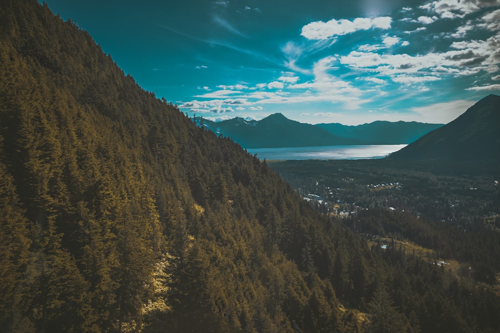 photo of green forest near body of water under cloudy sky