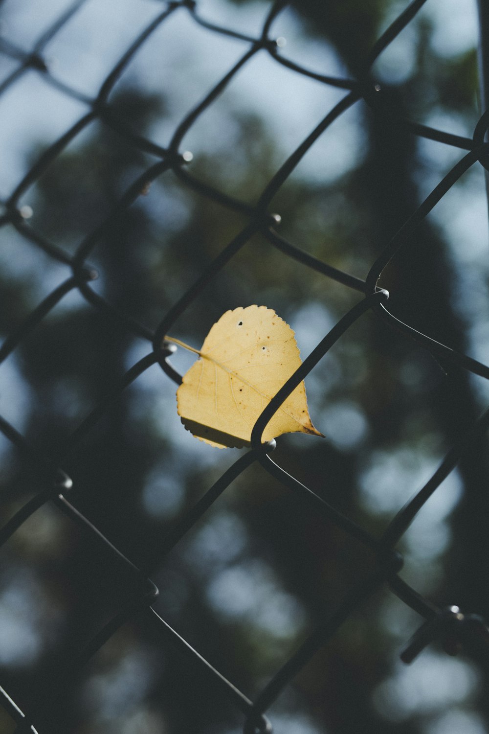 brown leaf inserted in fence