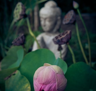 shallow focus photo of flower