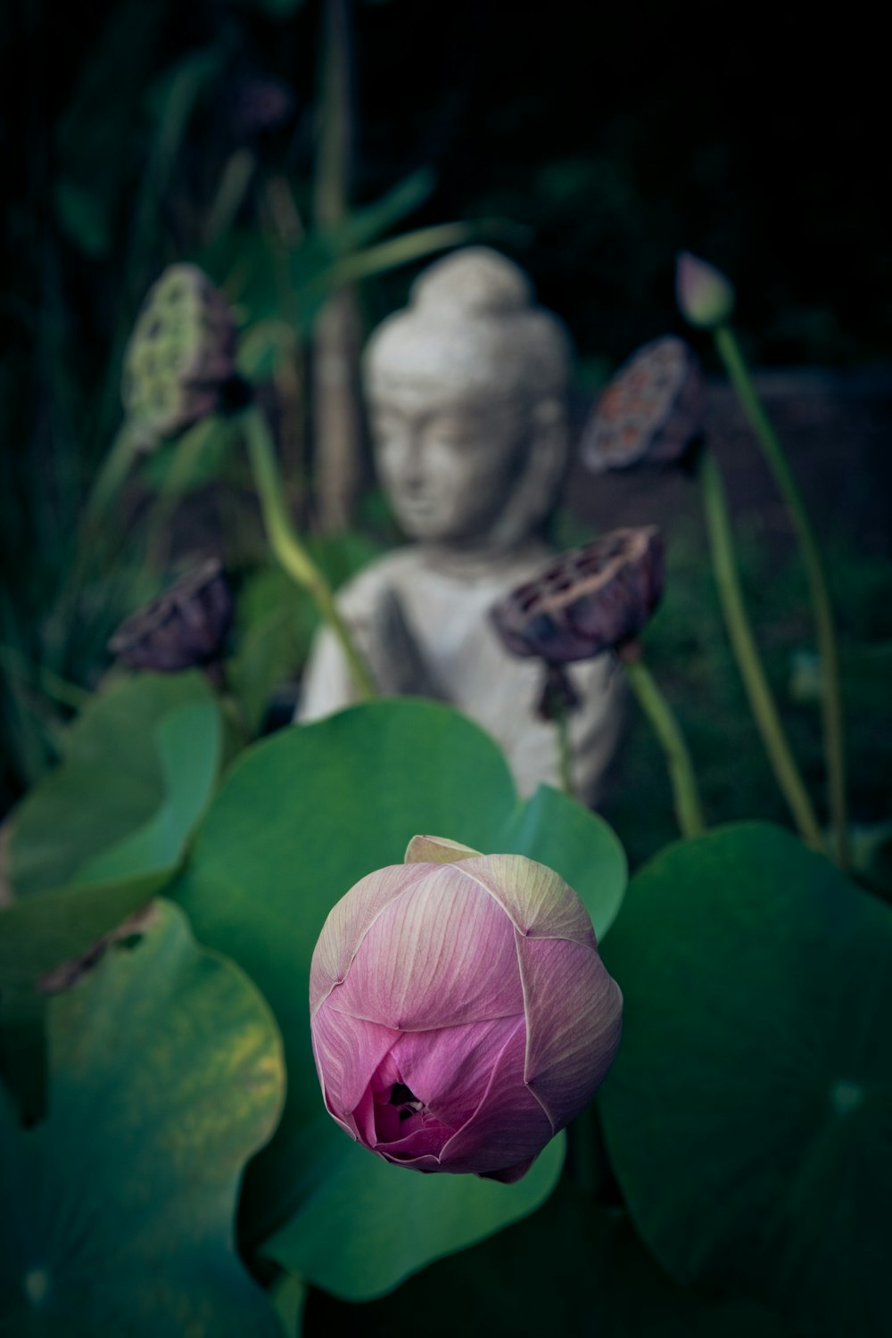 shallow focus photo of flower