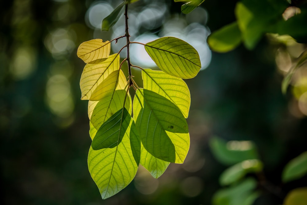 Fotografía de enfoque selectivo de hojas verdes