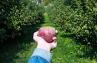 A hand holding a ripe red and green apple in the foreground with an orchard of apple trees in the background. The trees form a pathway of lush green foliage under a clear blue sky.