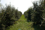 Sunlit pathway winding through lush green fruit trees in the organic orchard.