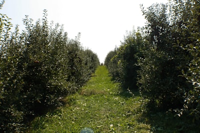 Visitors walking through lush walnut orchards with a farmer explaining cultivation.