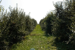 A peaceful pathway winding through the farm’s fields and orchards.