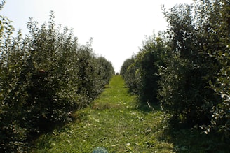 A peaceful pathway winding through the farm’s fields and orchards.