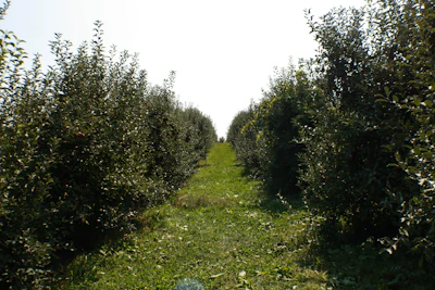 Sunlit pathway winding through lush green fruit trees in the organic orchard.