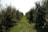 A pathway runs through a lush orchard lined with dense rows of fruit-bearing trees on both sides. The ground is covered with green grass, and the canopy of leaves forms a corridor effect, giving depth to the scene.
