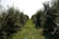 A pathway runs through a lush orchard lined with dense rows of fruit-bearing trees on both sides. The ground is covered with green grass, and the canopy of leaves forms a corridor effect, giving depth to the scene.