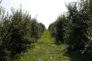 Chittoor Fruit Grove
