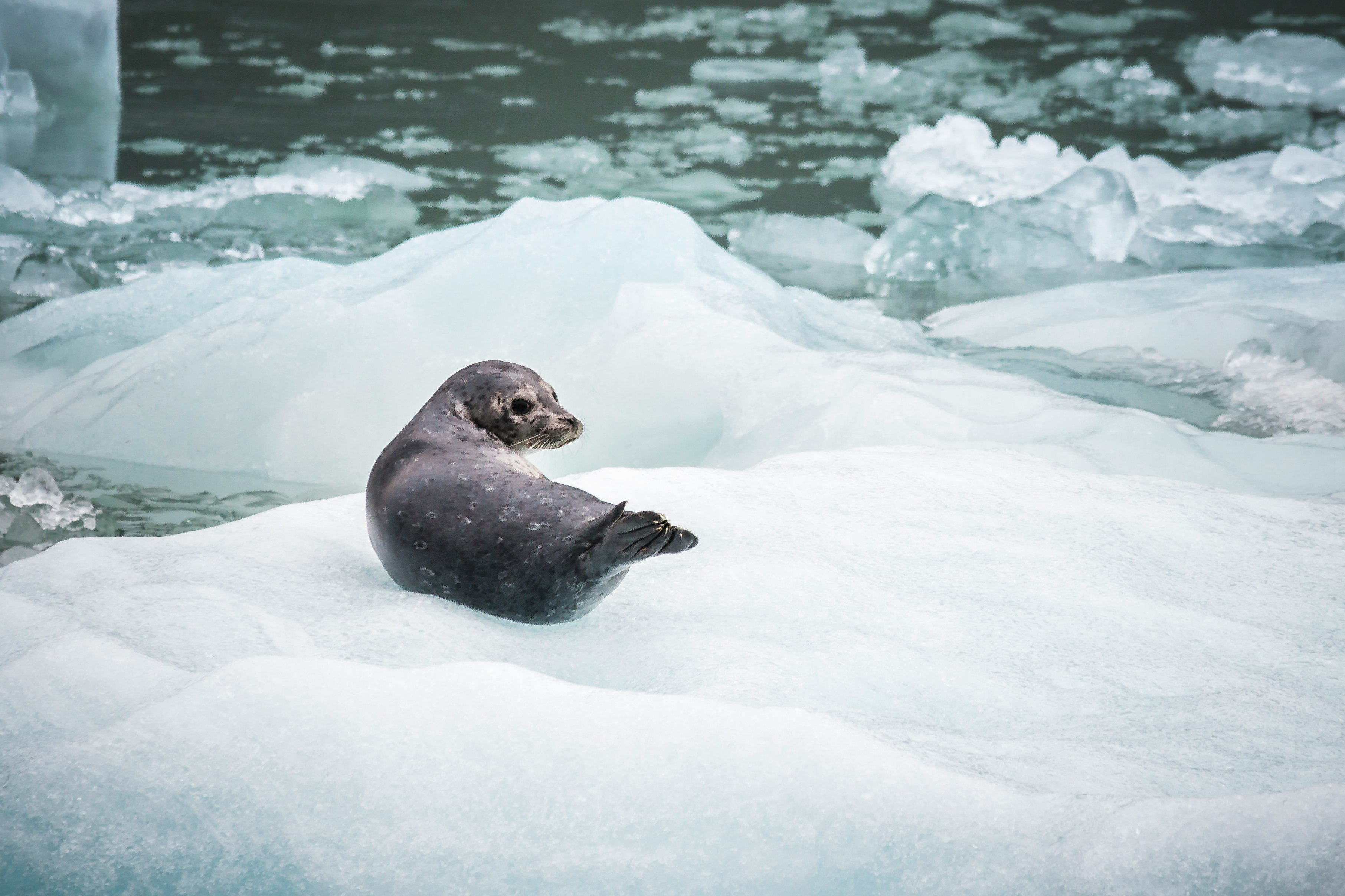 black seal on ice closeup photography