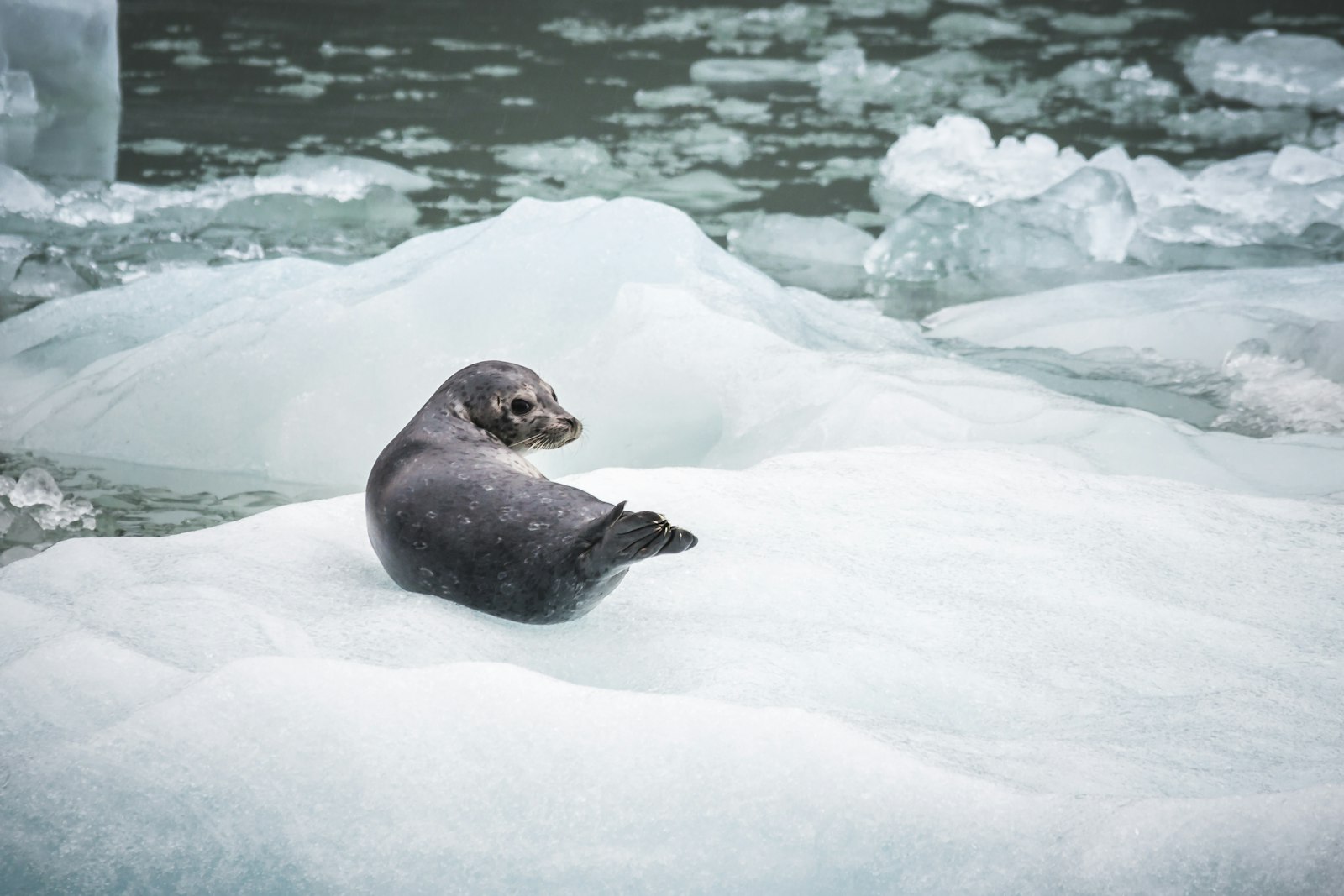 Sigma 150-500mm F5-6.3 DG OS HSM sample photo. Black seal on ice photography