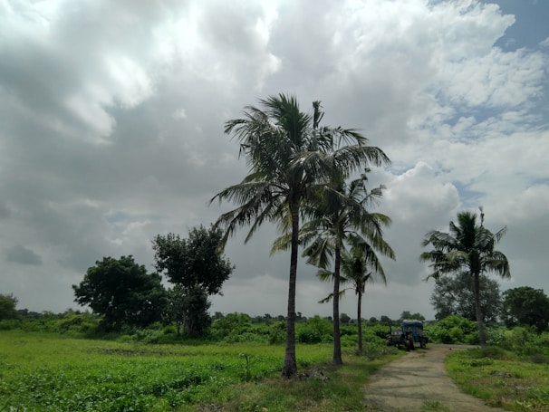A rural landscape featuring tall palm trees along a dirt path, with a tractor visible in the distance. The scene is lush with greenery, including various shrubs and trees. The sky is cloudy, creating a tranquil and natural atmosphere.