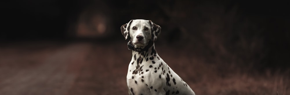 Dalmatien adulte sur la route