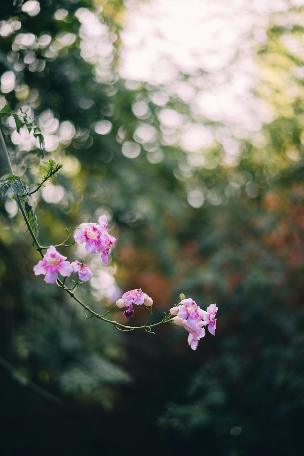 purple flower in shallow focus lens