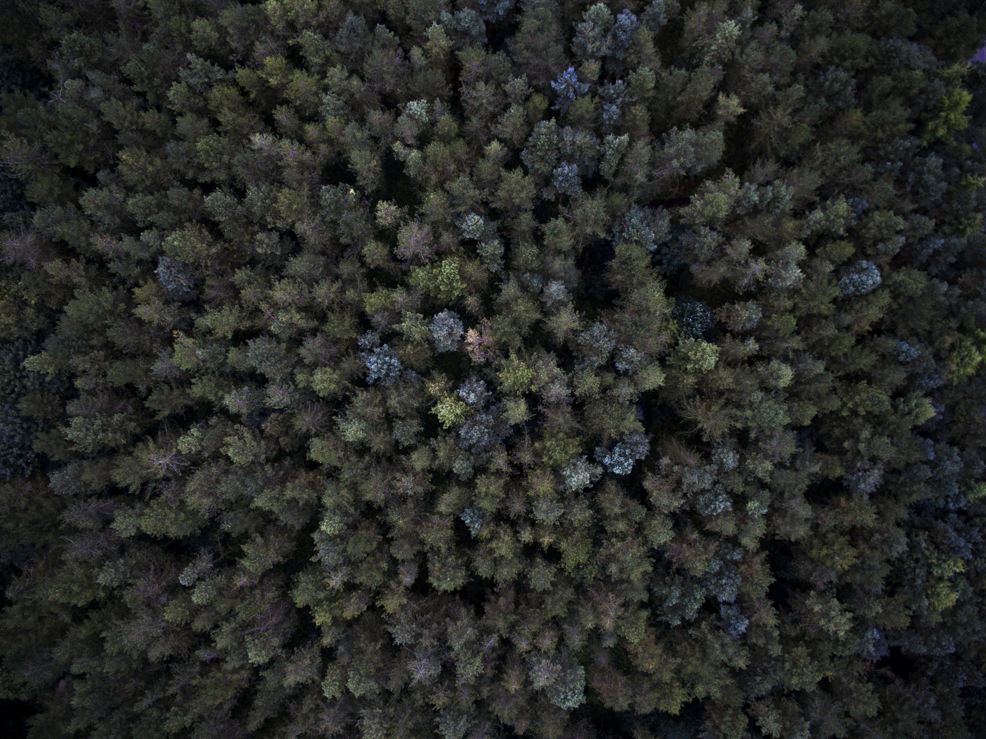 aerial shot of green forest