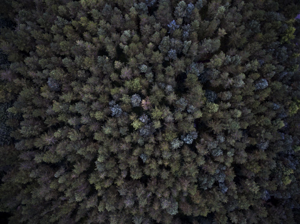 aerial shot of green forest
