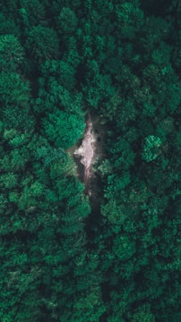 Aerial panorama of a lush green forest with winding trails visible from above.