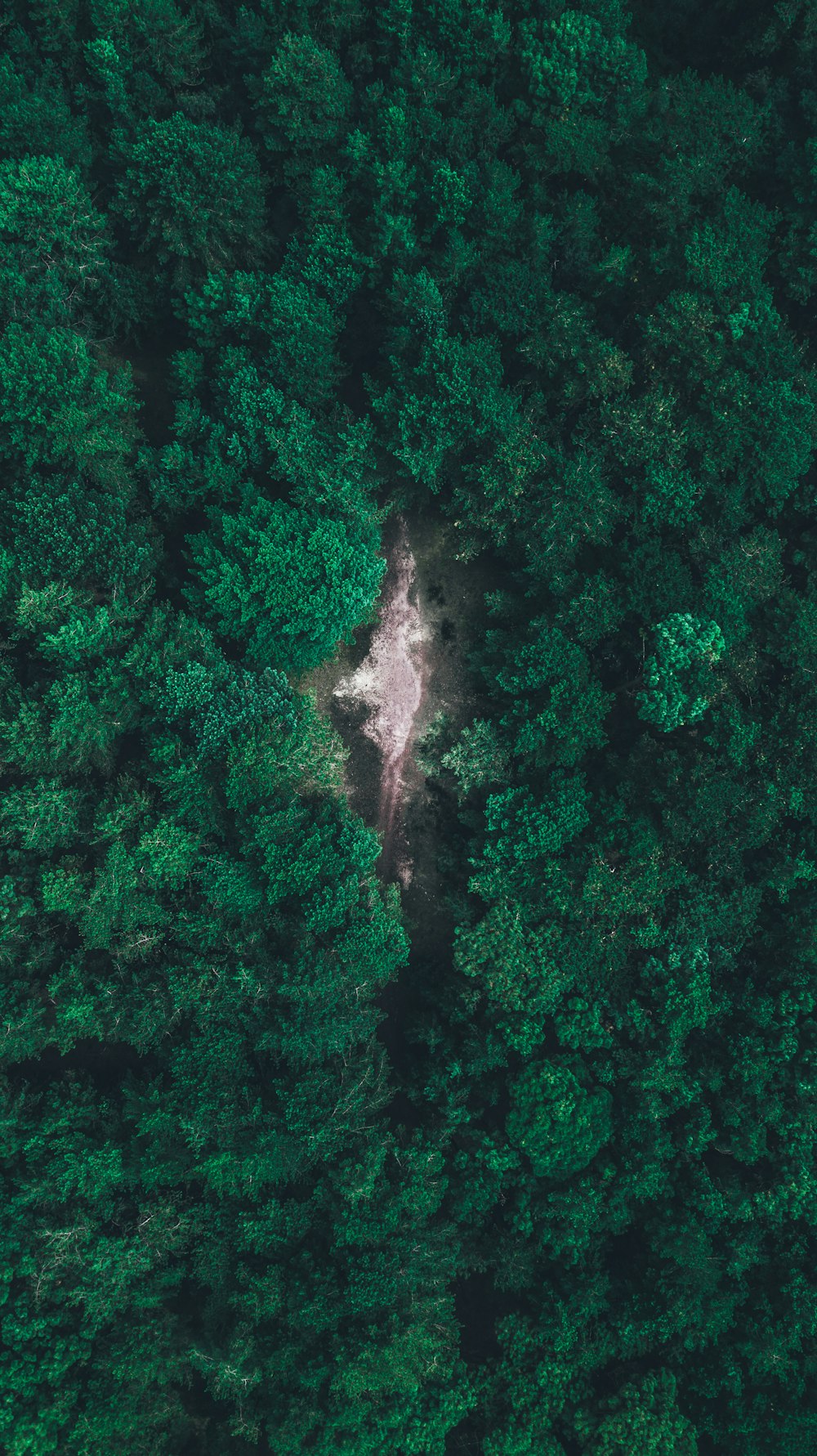 Photo aérienne de la forêt verte