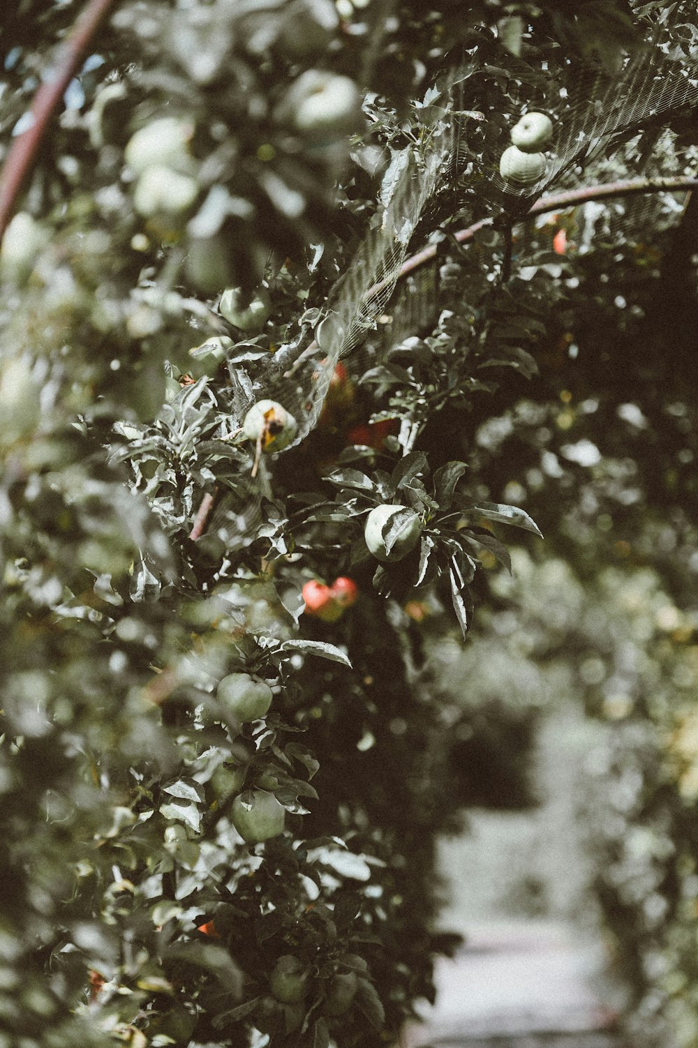 close up photography of tomato plant