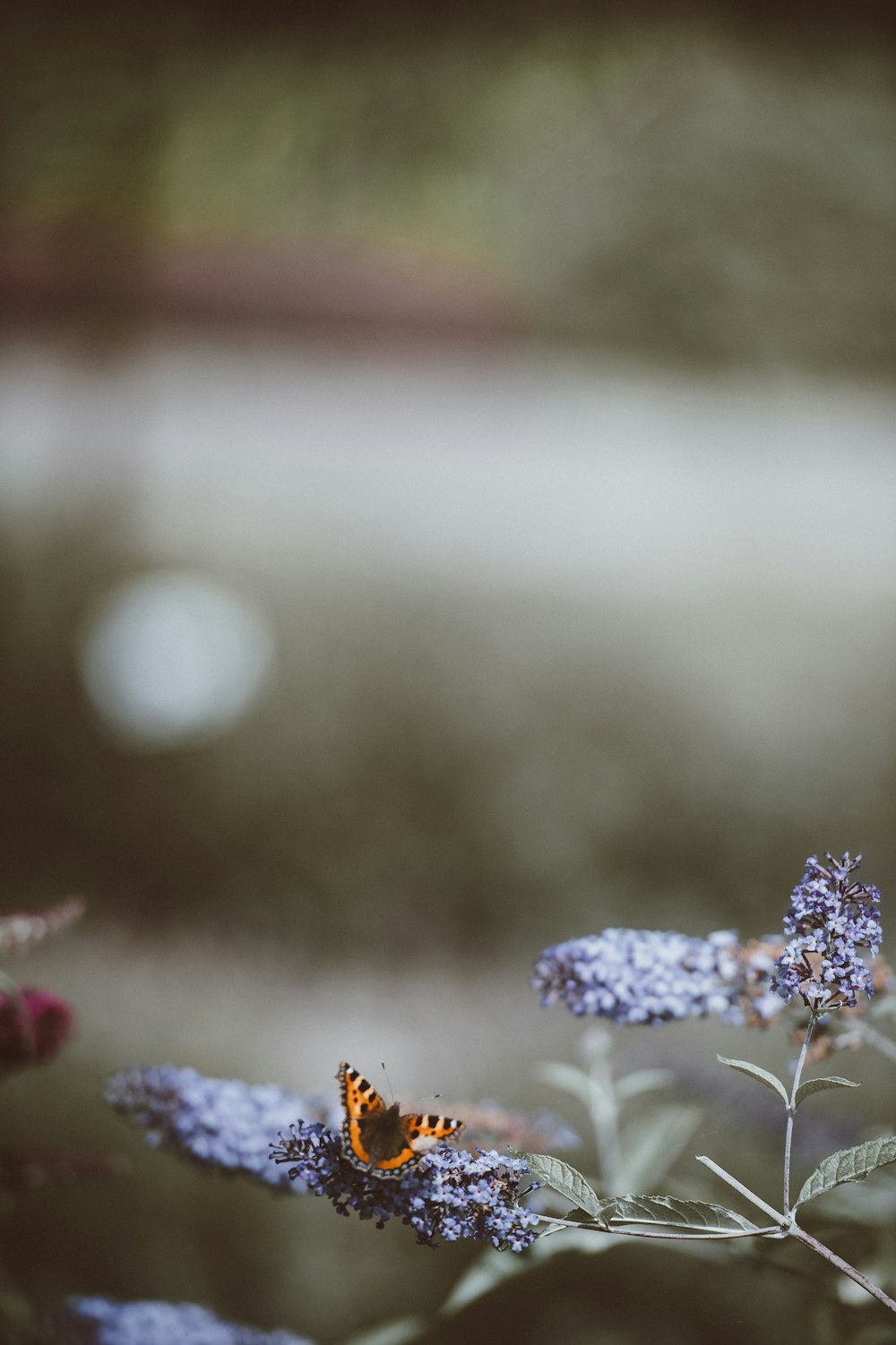 昼間の花に蝶のピント写真
