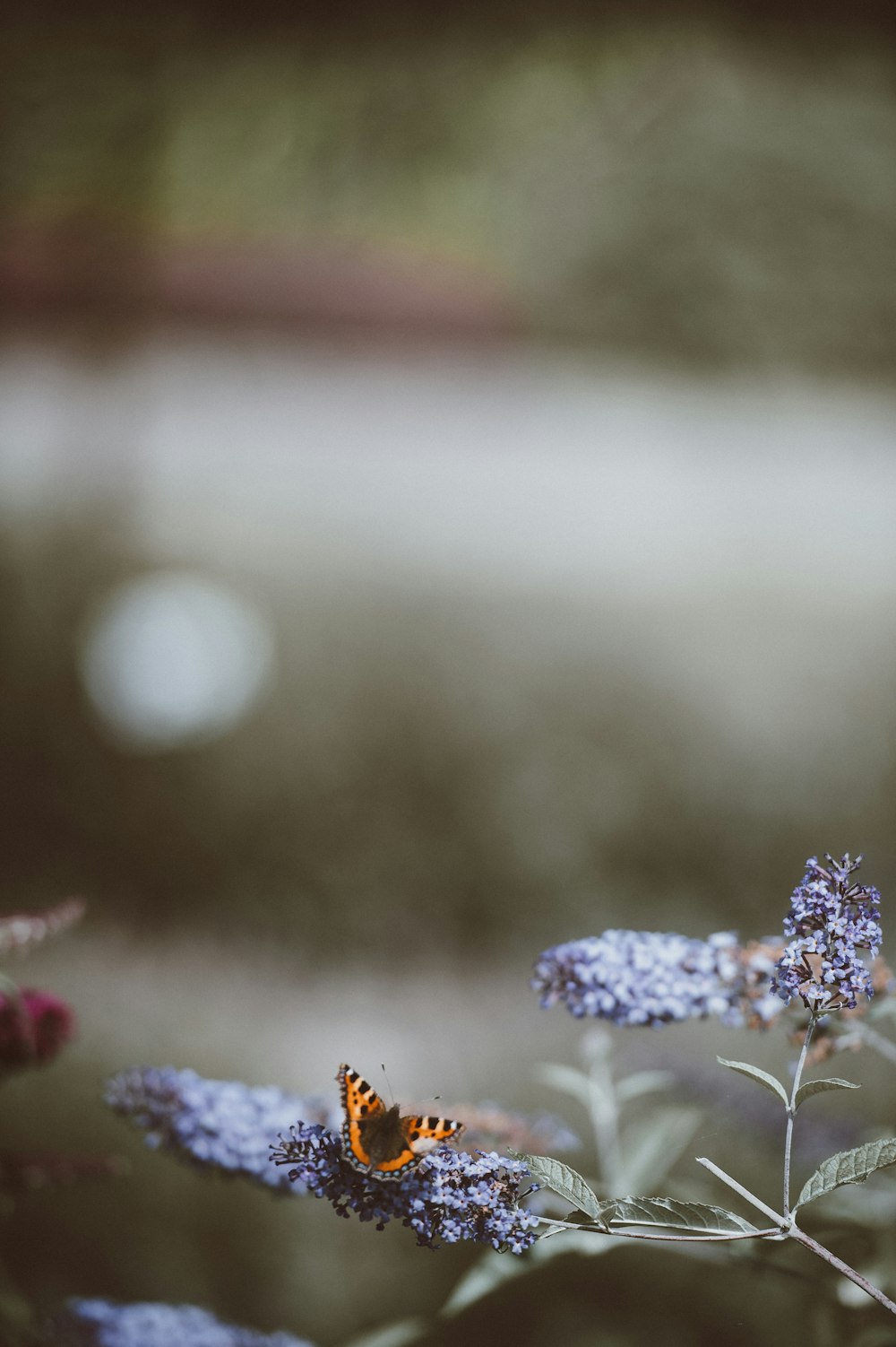 Photographie de mise au point du papillon sur la fleur pendant la journée