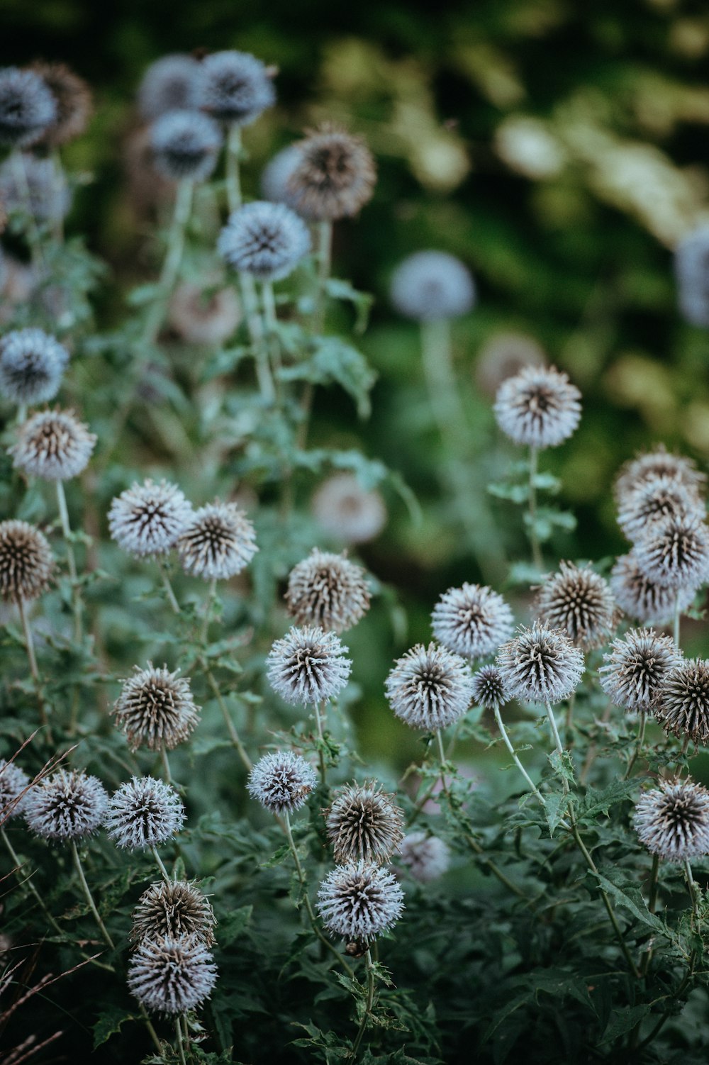 lot de fleurs brunes