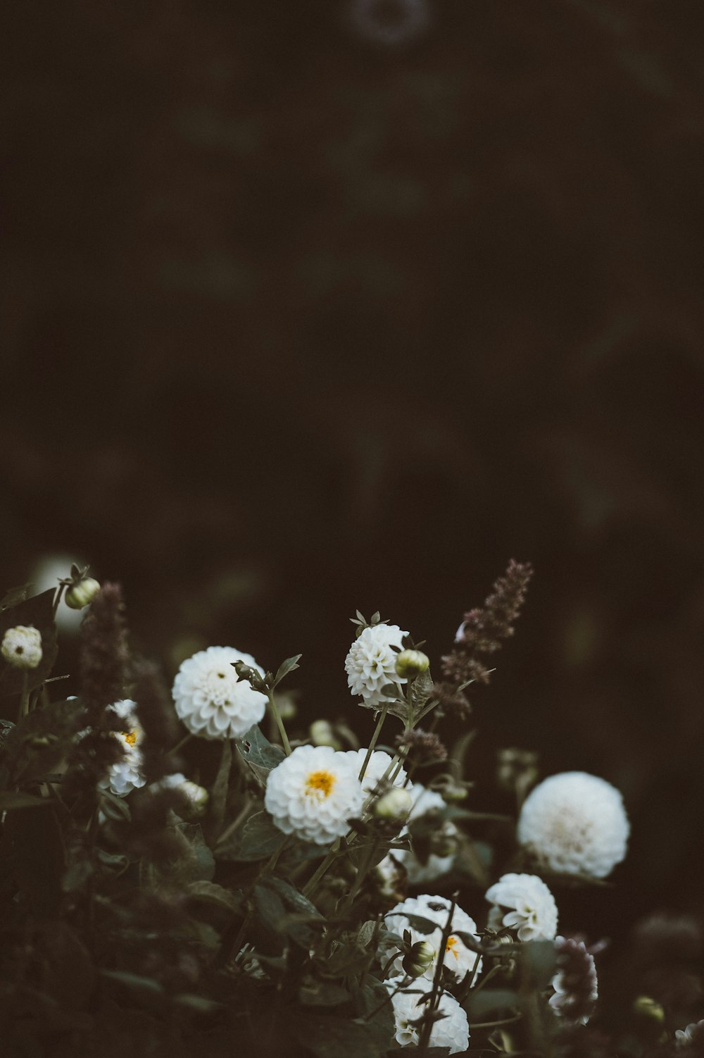 flores de racimo de pétalos blancos