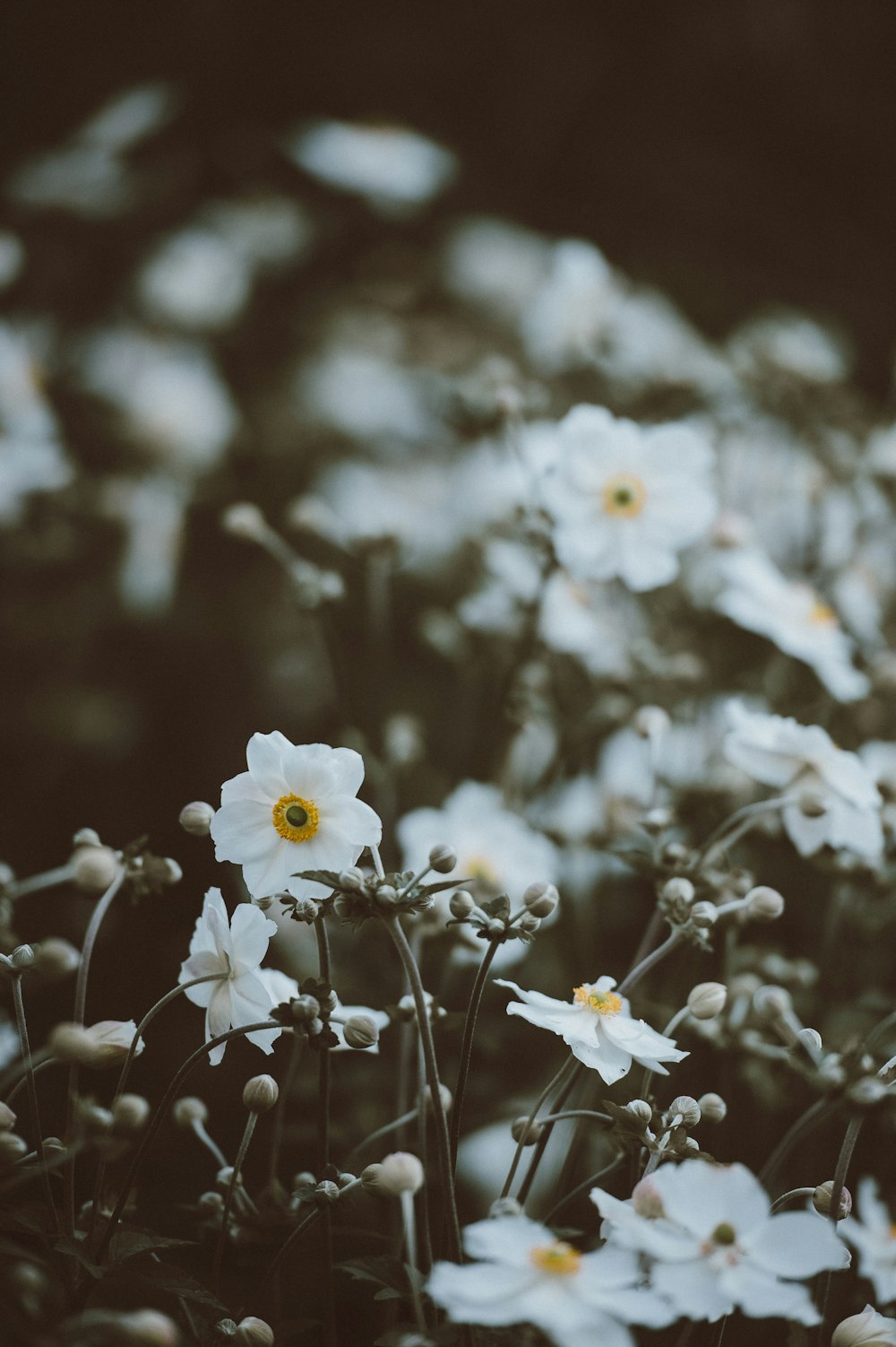 흰 꽃잎이 달린 꽃의 선택적 사진
