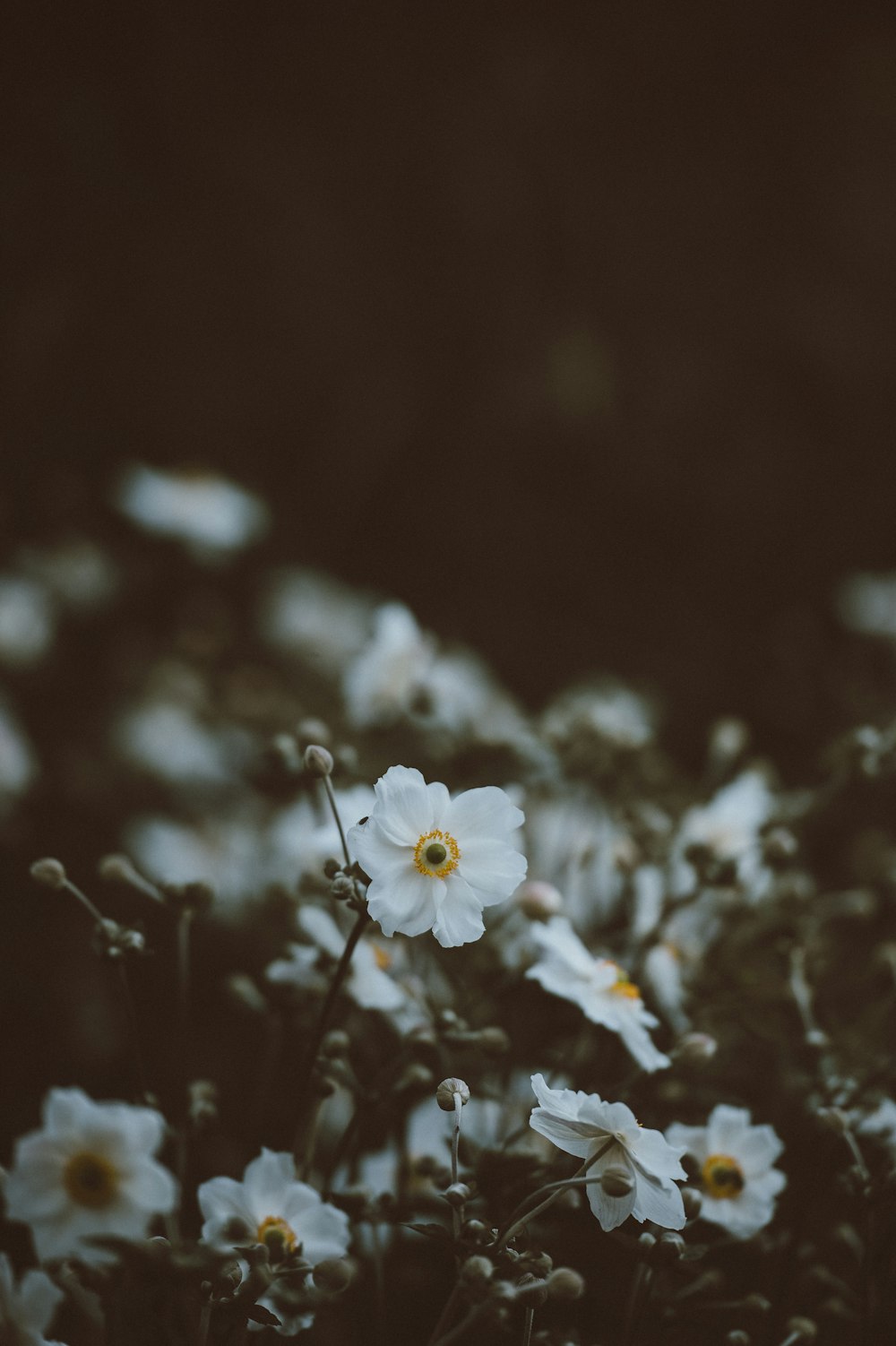 피은 흰 꽃잎이 달린 꽃의 선택적 초점 사진