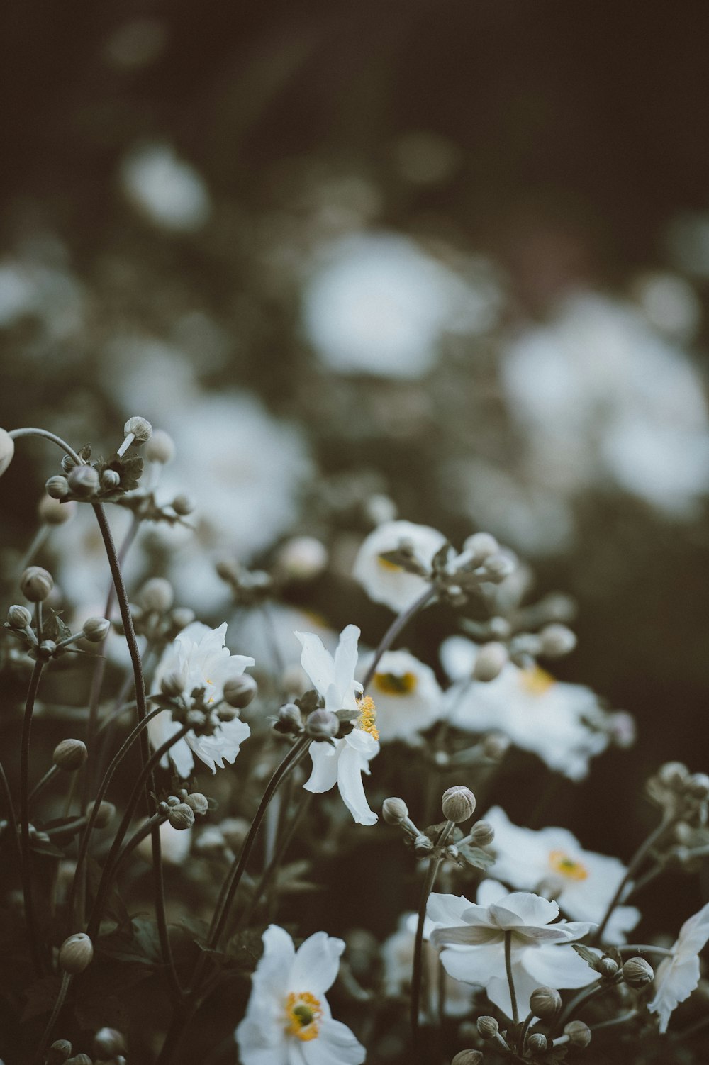 흰 꽃잎이 달린 꽃의 근접 촬영 사진