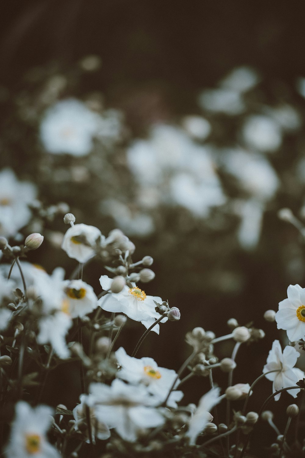 fotografia de foco seletivo de flores de pétalas brancas e amarelas