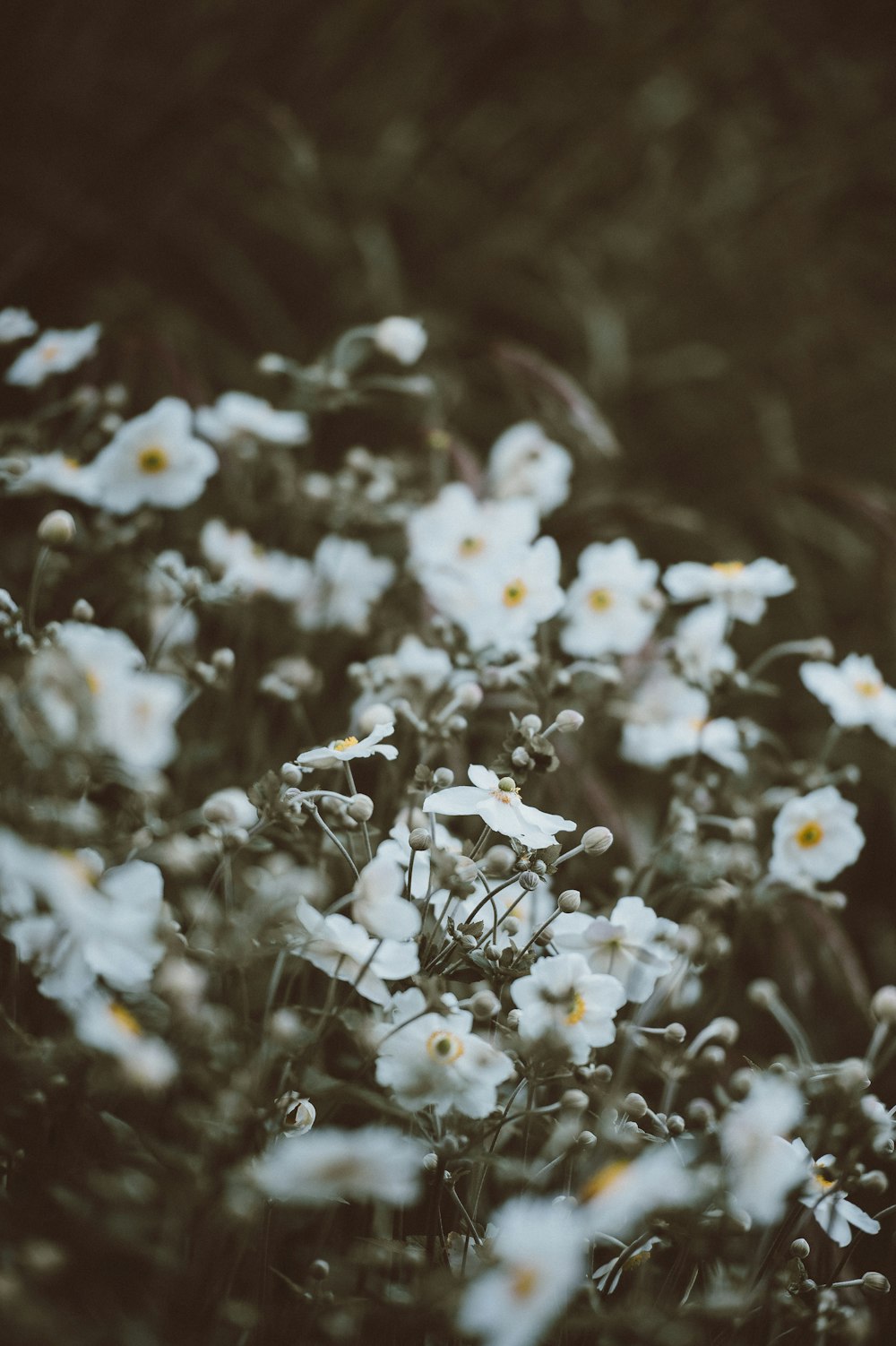 昼間のピント写真に白い花びらの花