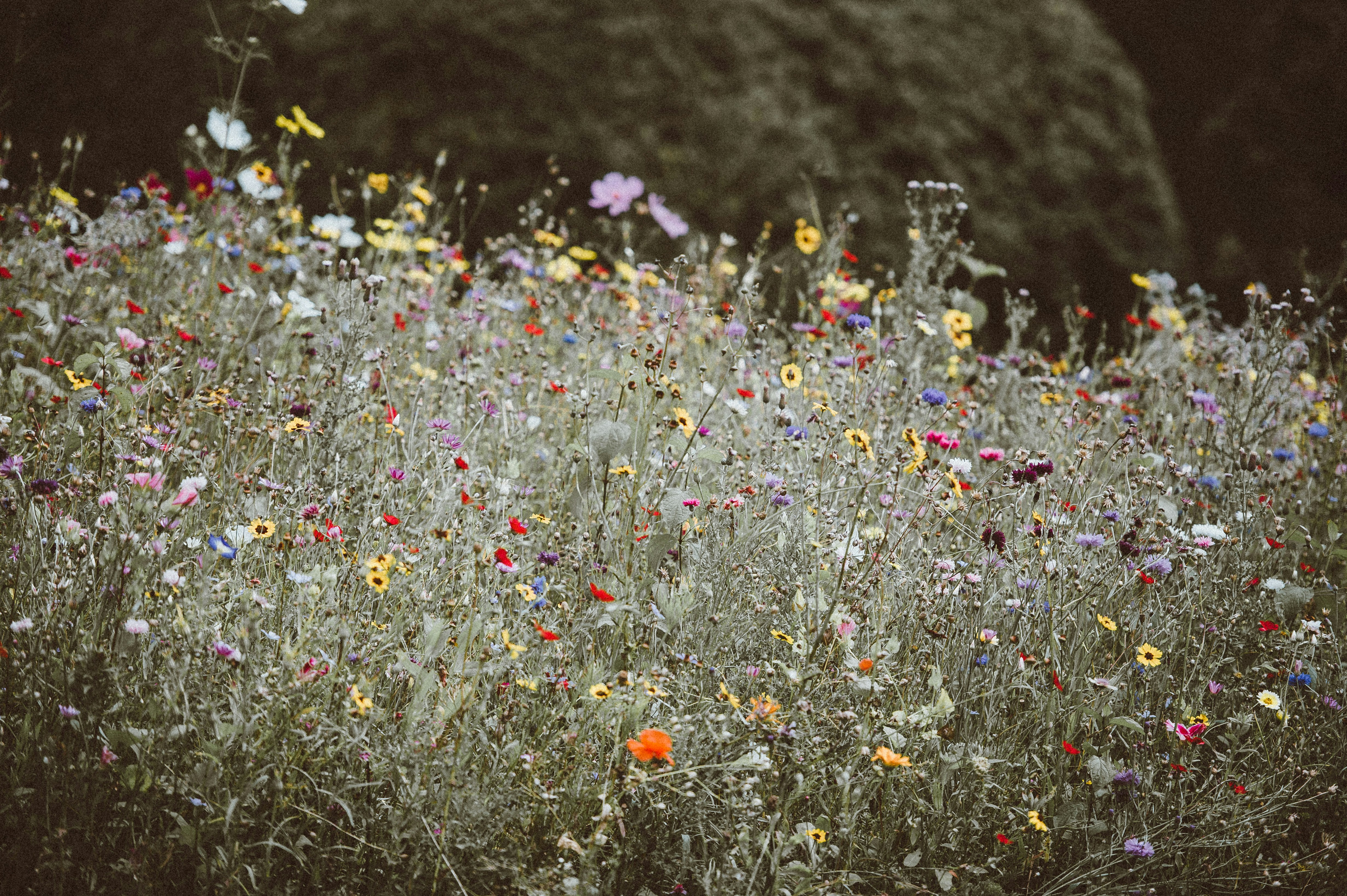 white and red petaled flower fields