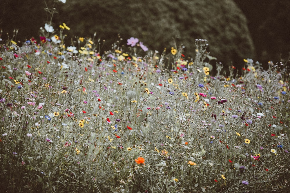 white and red petaled flower fields