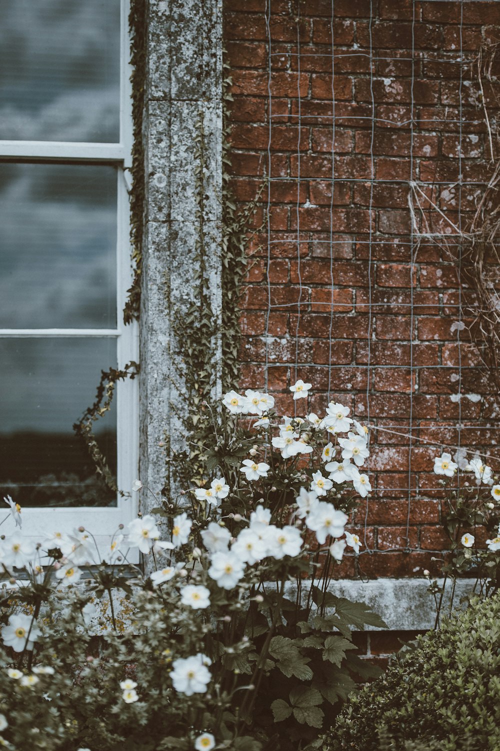 白いサッシ窓の近くに白い花びらの花