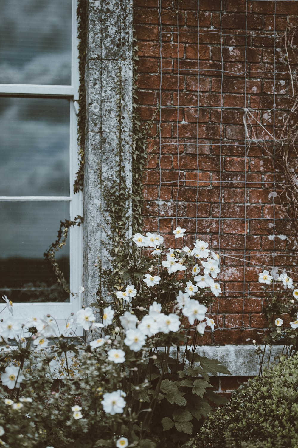 flores de pétalos blancos cerca de la ventana de guillotina blanca