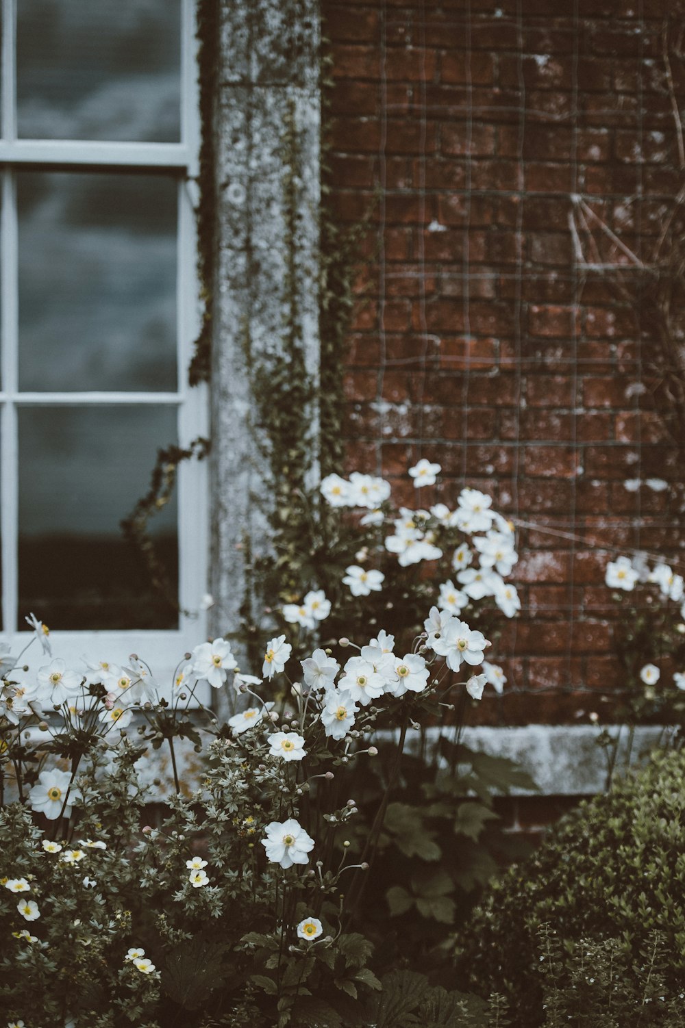 白い窓の外に白い花びらを咲かせる