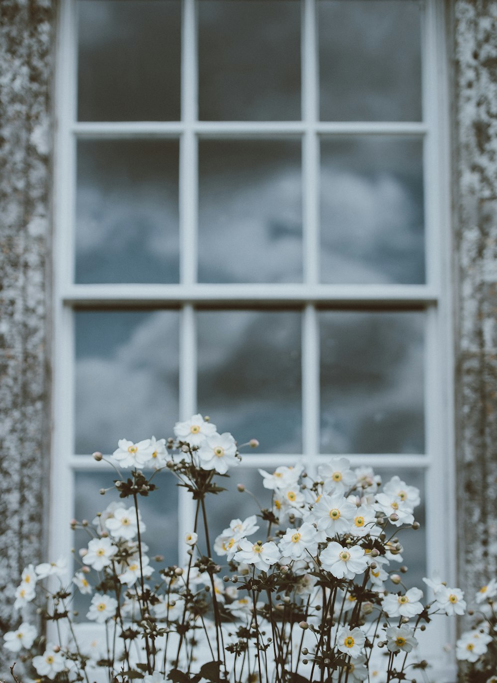 Flores blancas en foco superficial
