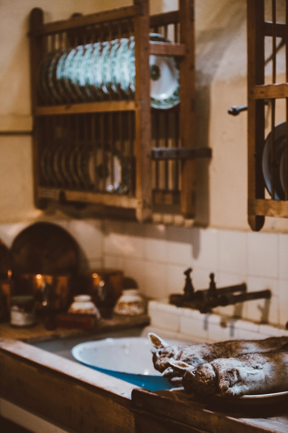 Dos ratas grises en la cocina