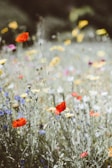 selective focus photography of red petaled flower