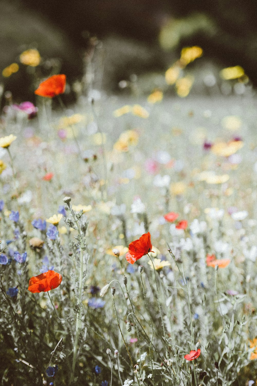 selective focus photography of red petaled flower